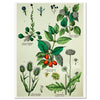 Leinwandbild Vintage, Pflanzen, Illustration, Hochformat M0681