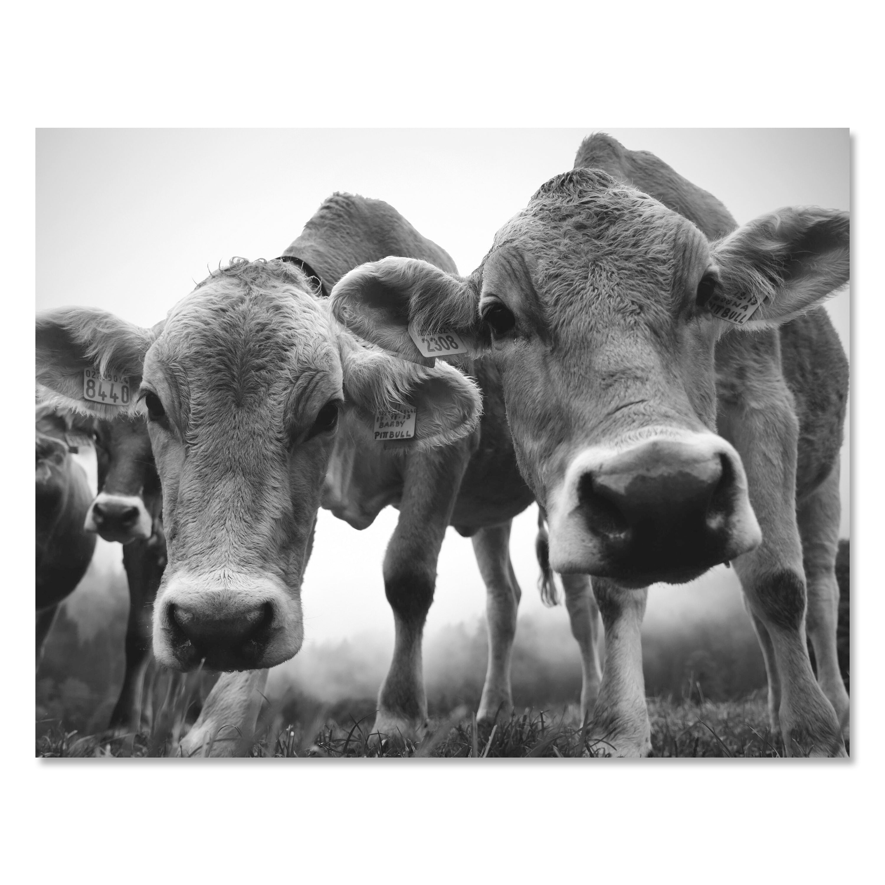 Leinwandbild Kühe, Weide, Querformat M0771 kaufen - Bild 1