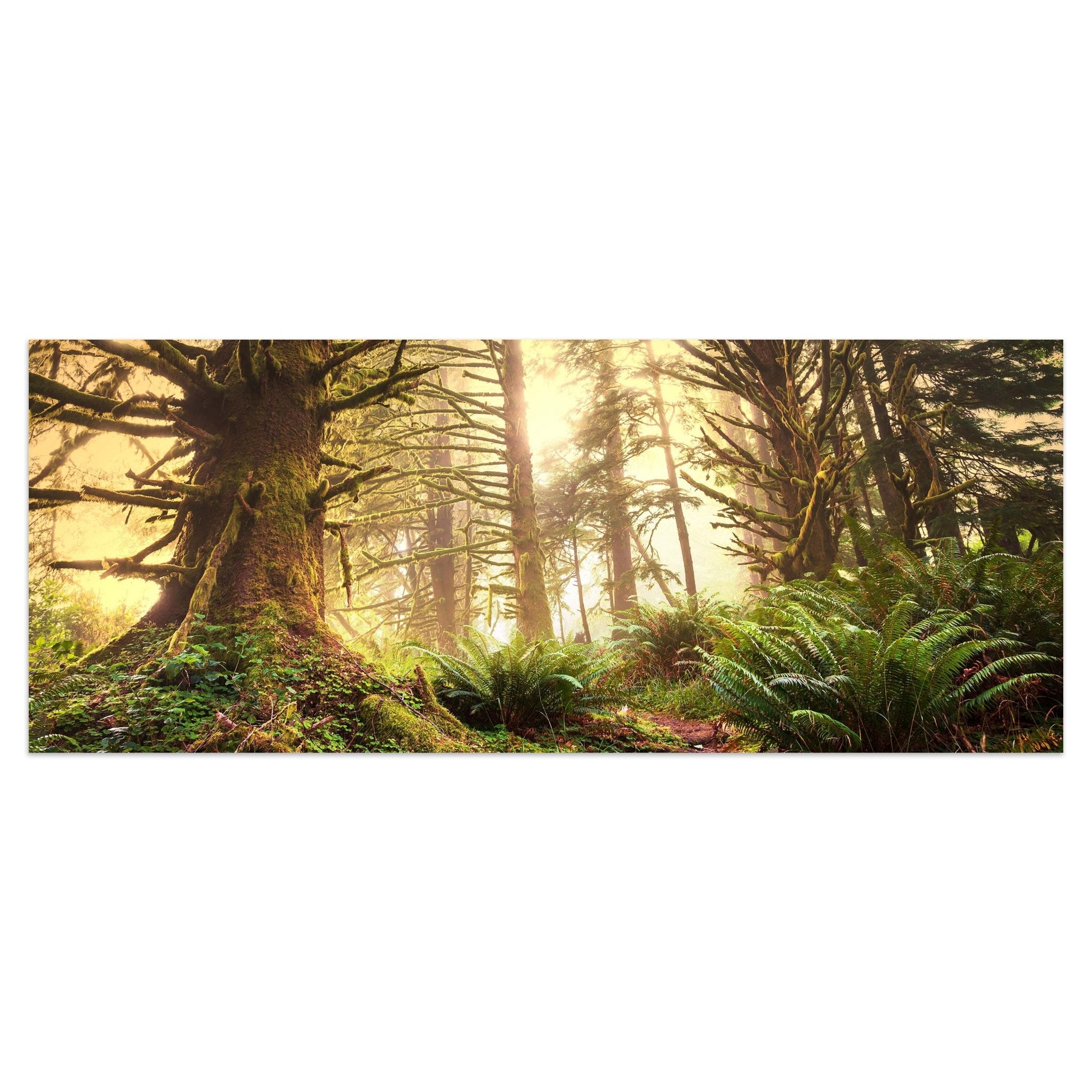 Leinwandbild Regenwald im Olympischen Nationalpark M0887 kaufen - Bild 1