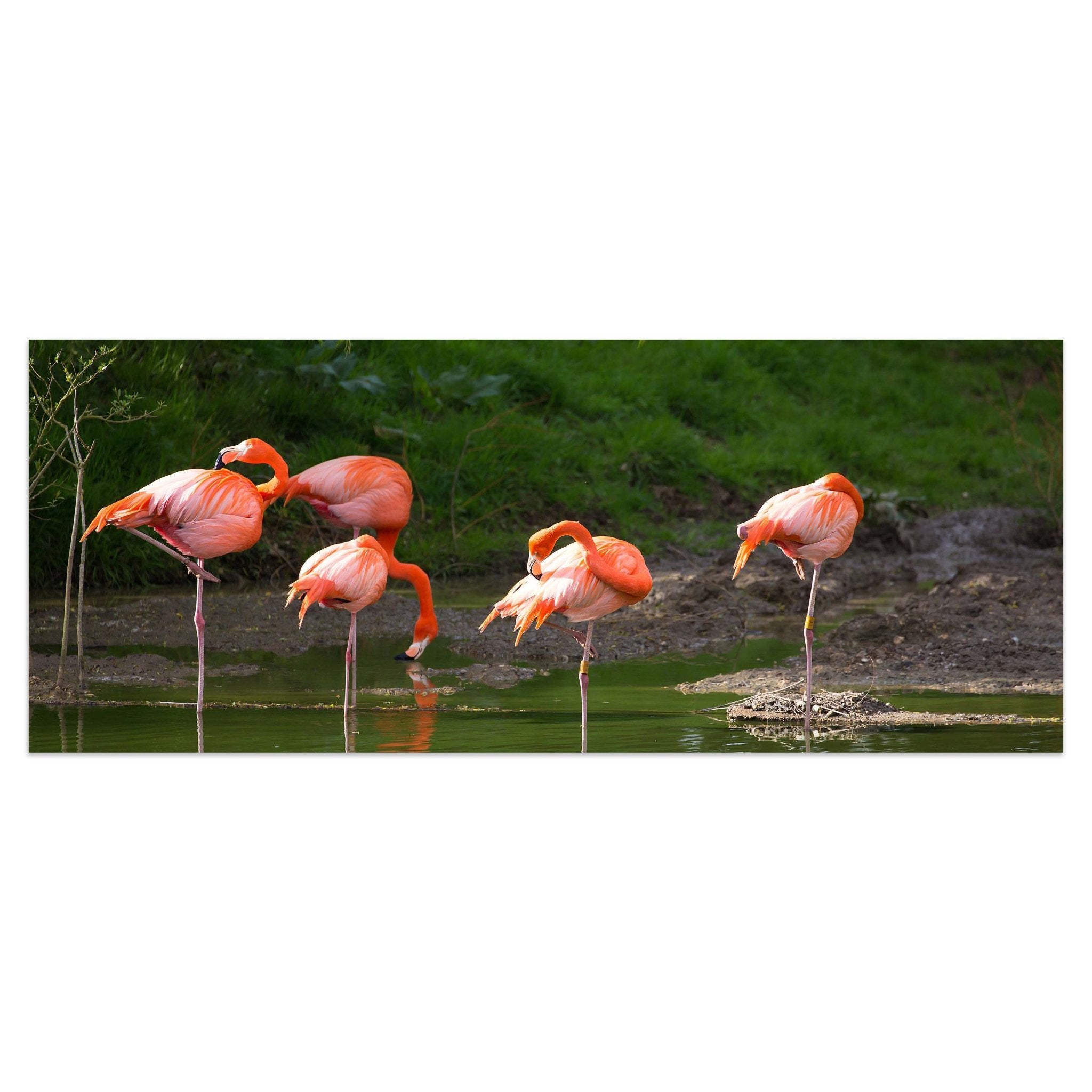 Leinwandbild Flamingos in einem Pool M1009 kaufen - Bild 1