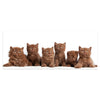 Leinwandbild Portrait von sechs braunen britischen Kätzchen M1022