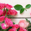 Crédence de cuisine Roses roses et carmins M1034
