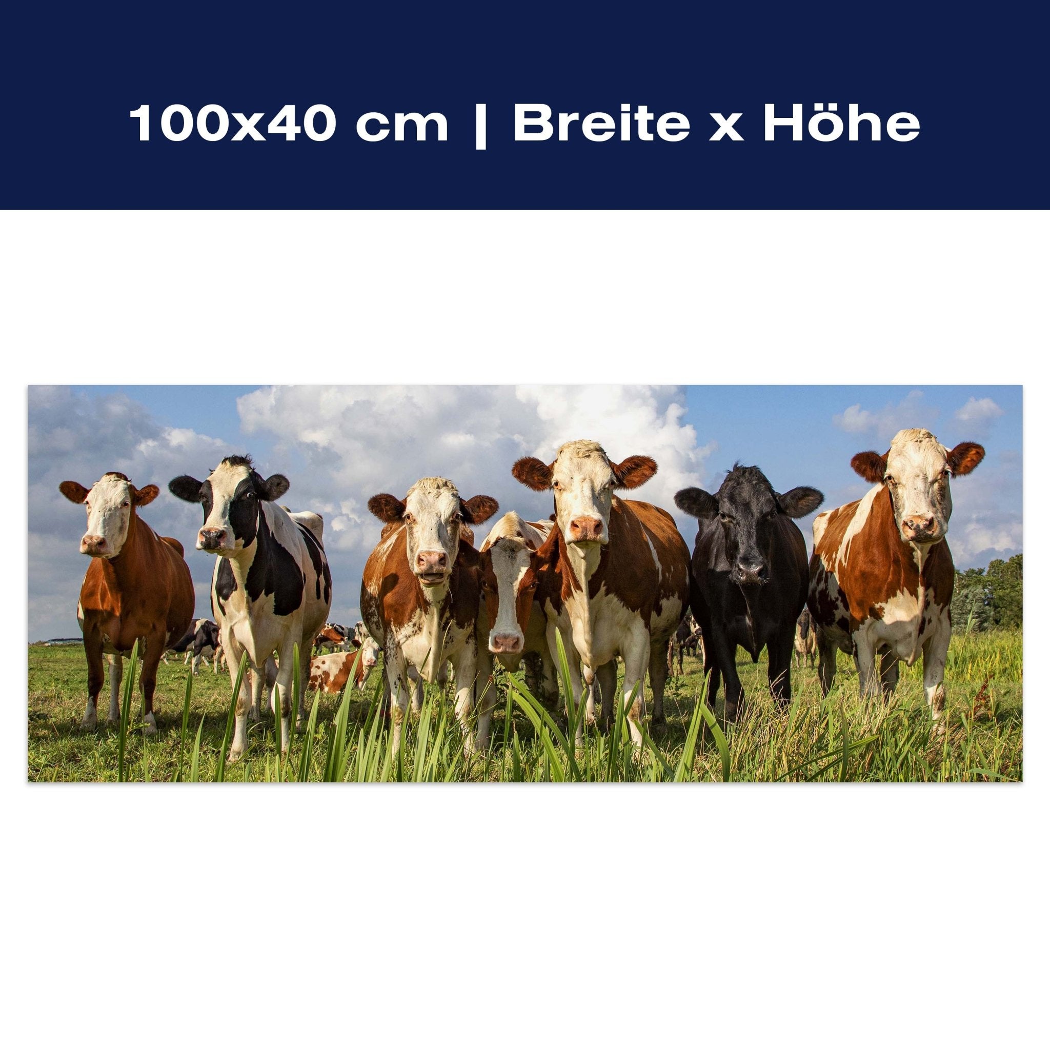 Leinwandbild Kühe auf der Weide, Tiere, Rinder, Kuh M1093
