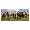 Leinwandbild Kühe auf der Weide, Tiere, Rinder, Kuh M1093