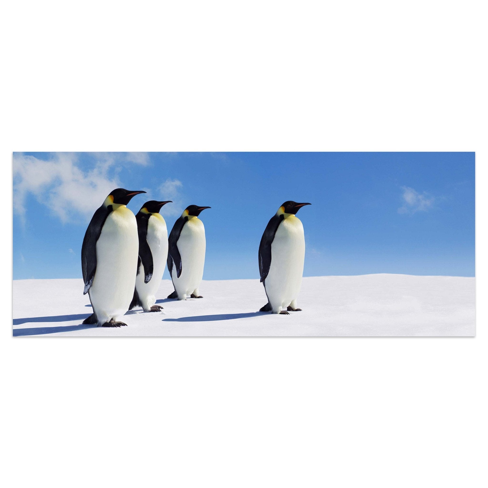 Leinwandbild Königspinguine, Pinguine, Eis, Tiere M1095 kaufen - Bild 1