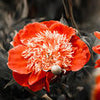 Crédence de cuisine Flower Red Contrast Focus Black White M1106