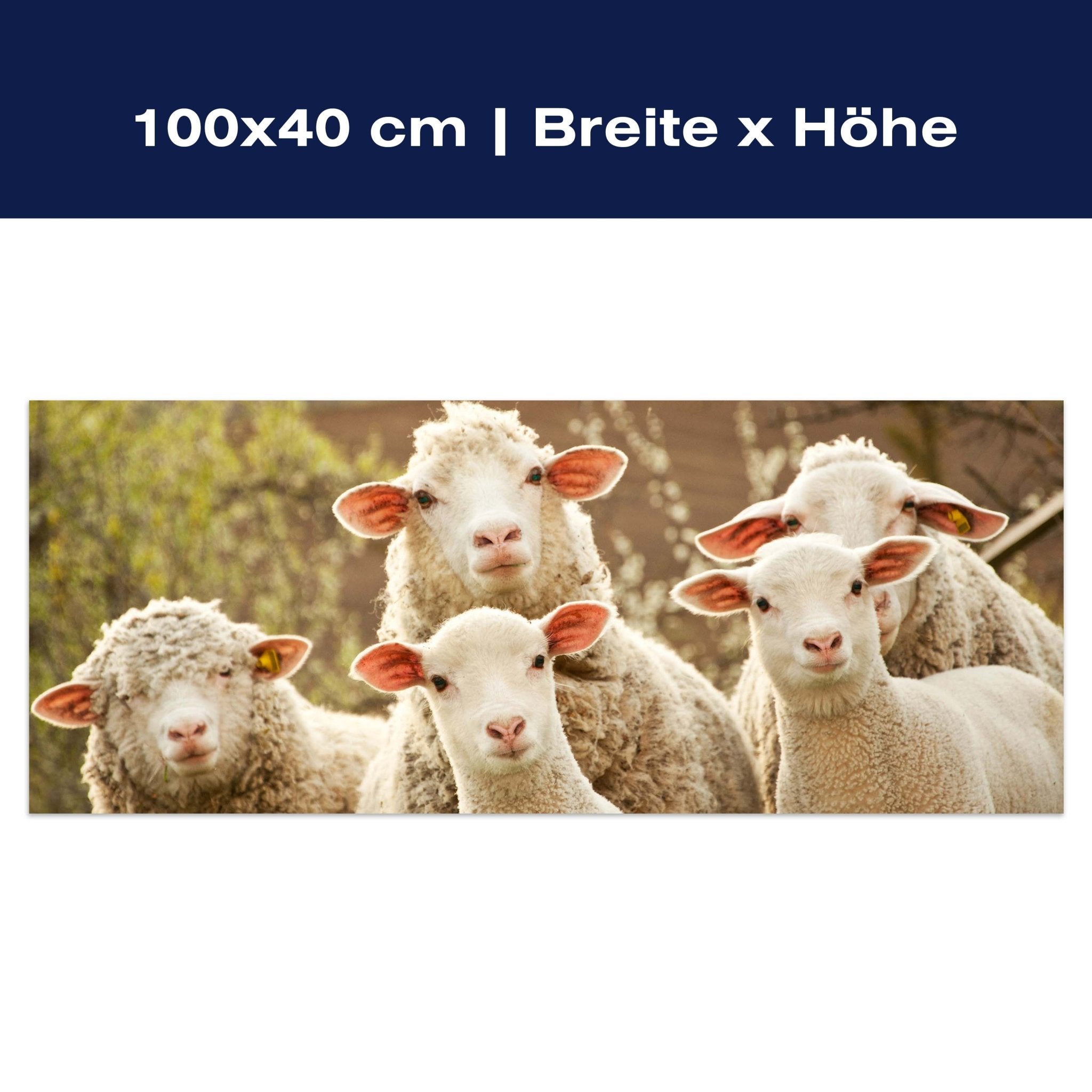 Leinwandbild Schaf, Tiere, Lämmer, Feld M1109