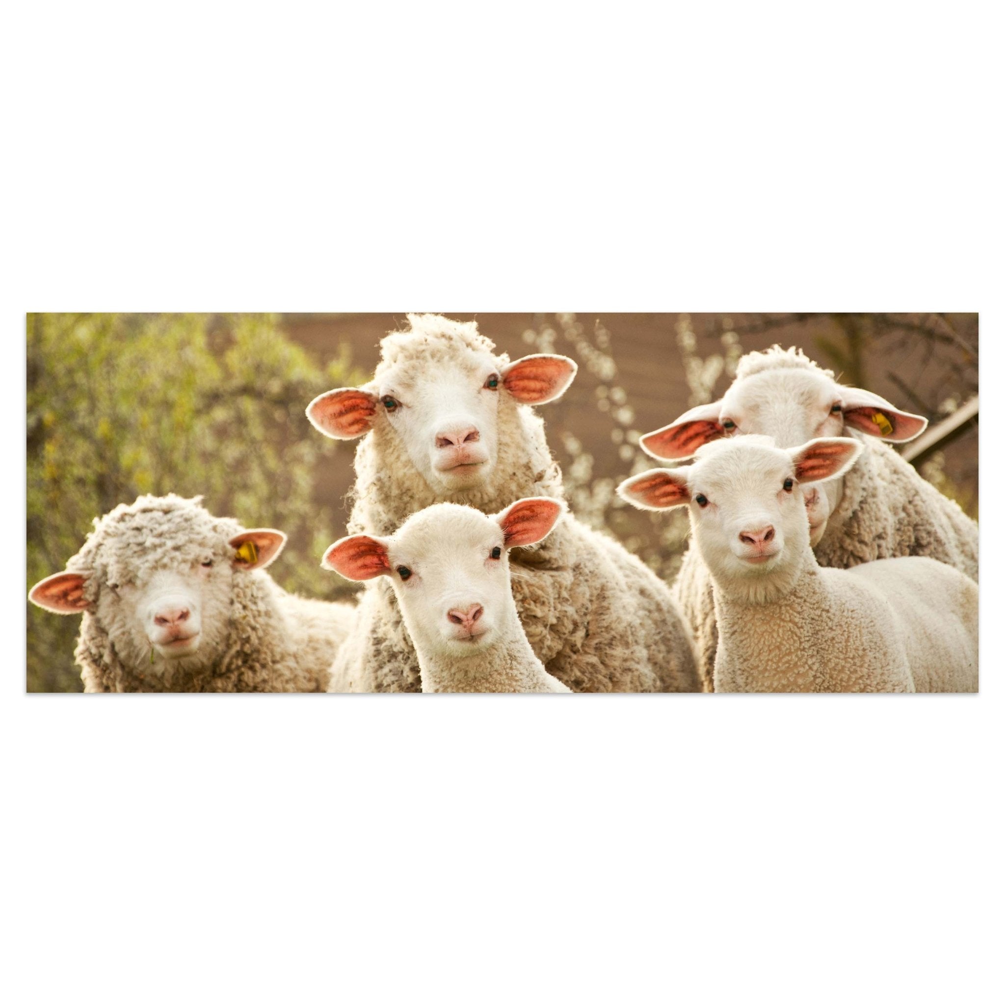 Leinwandbild Schaf, Tiere, Lämmer, Feld M1109 kaufen - Bild 1
