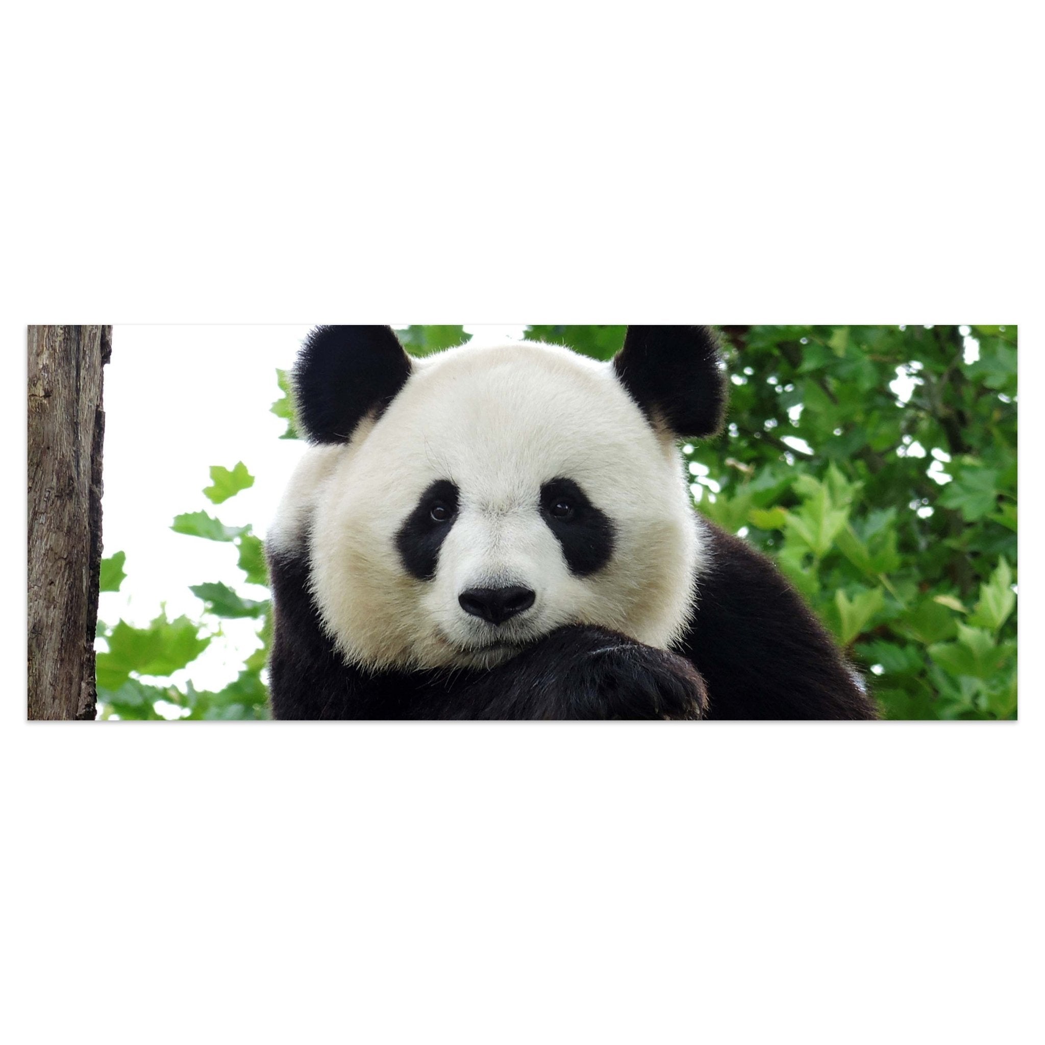 Leinwandbild Panda, Bär, Tier, schwarz, weiß M1111 kaufen - Bild 1