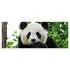 Leinwandbild Panda, Bär, Tier, schwarz, weiß M1111