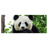 Leinwandbild Panda, Bär, Tier, schwarz, weiß M1111