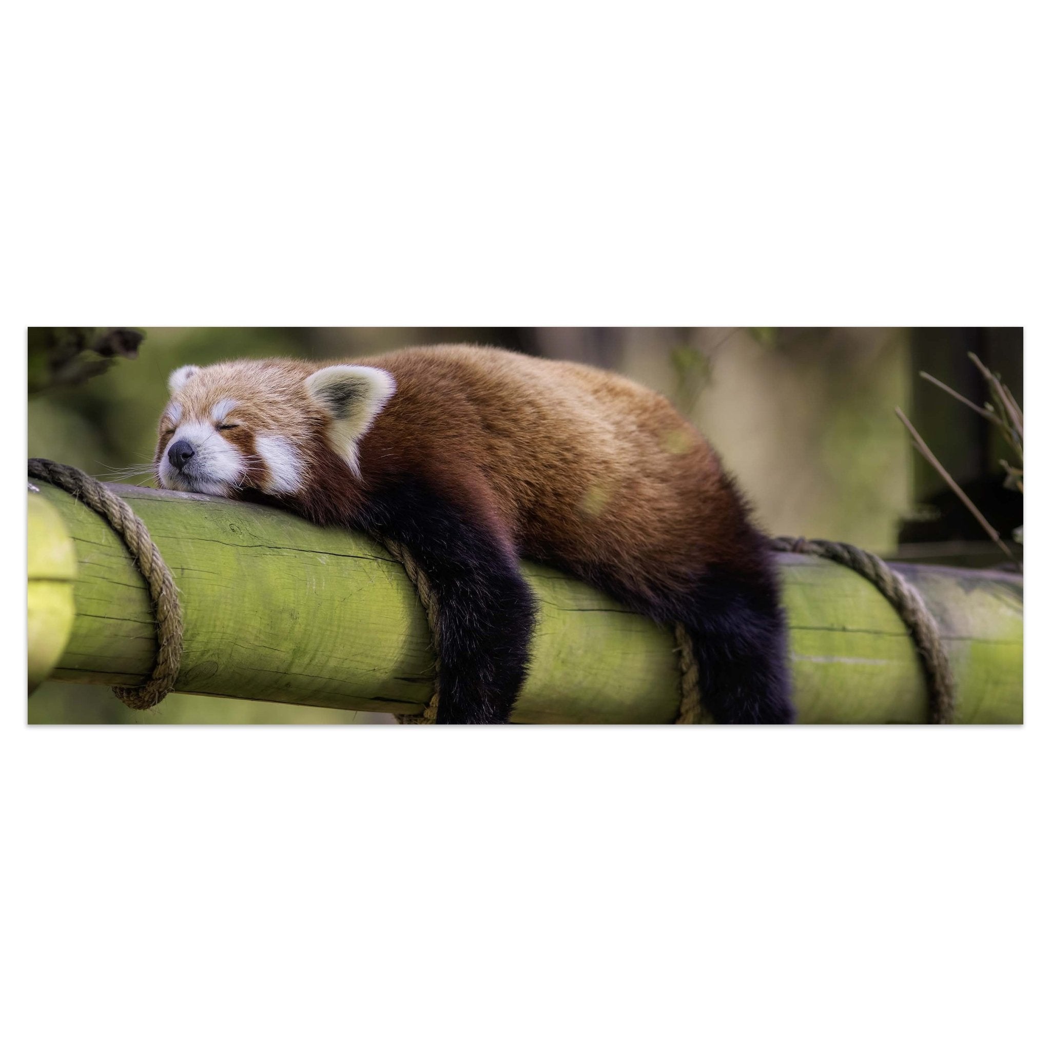 Leinwandbild schlafender roter Panda, Bambus M1114 kaufen - Bild 1