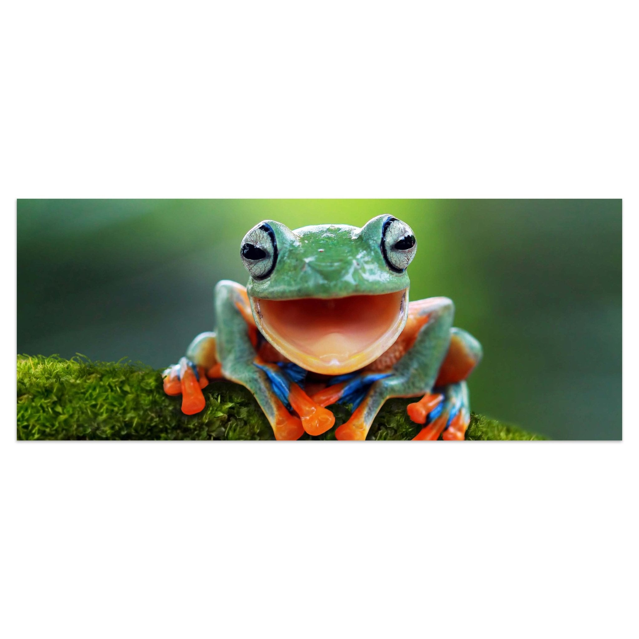 Leinwandbild grüner Frosch, Tier, Moos M1115 kaufen - Bild 1