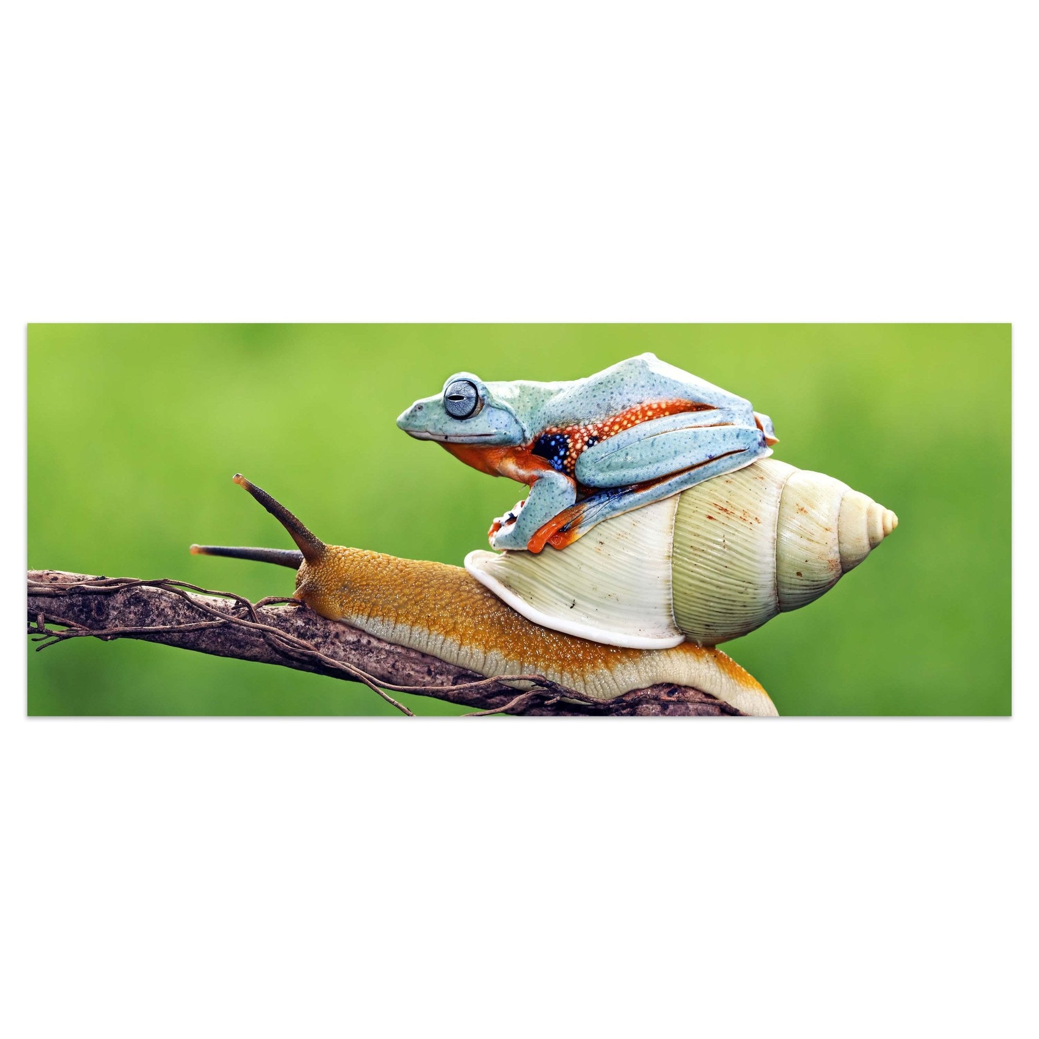 Leinwandbild Frosch, Schnecke, Tiere M1116 kaufen - Bild 1