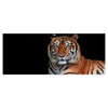 Leinwandbild Tiger, Tier, schwarz, orange M1117
