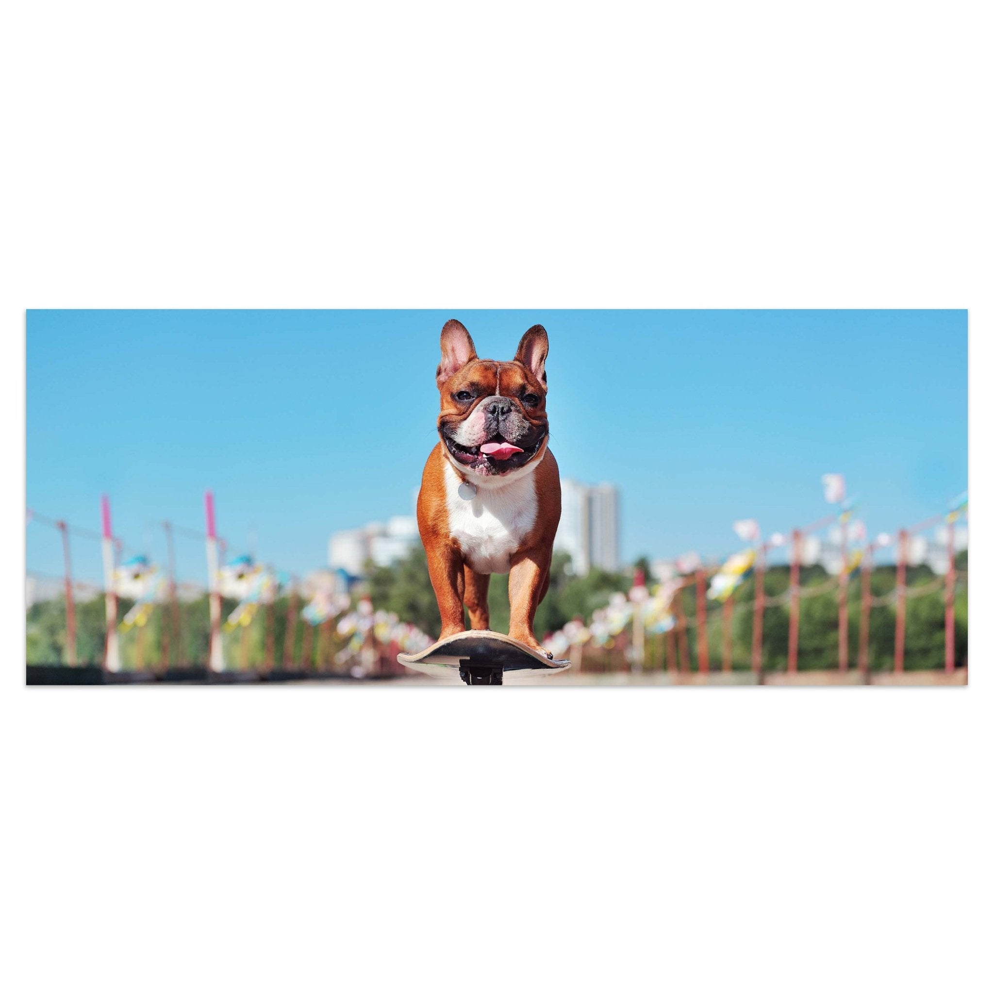 Leinwandbild französische Bulldogge, Hund, Skateboard M1118 kaufen - Bild 1