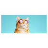 Leinwandbild gestreifte Katze, violette Sonnenbrille M1120