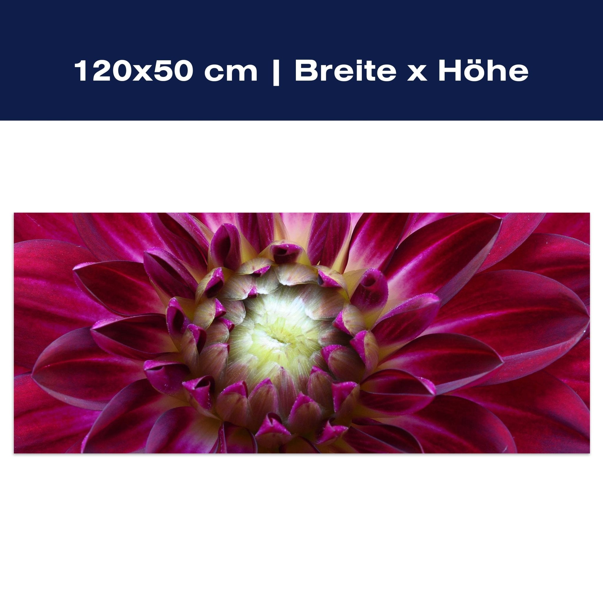 Leinwandbild Blume Blüte Aster pink M1122