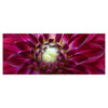 Leinwandbild Blume Blüte Aster pink M1122