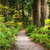 Türtapete Wander-weg in altem Wald, Bäume, Natur M1131