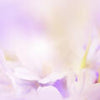 Crédence de cuisine violet fleur naturelle lily focus soft focus M1135