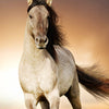 Türtapete Pferd rennt über Wiese, Schimmel, Weiß M1158