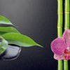 Küchenrückwand Bambus Steine Orchidee Magenta Tropfen M1184