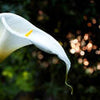 Crédence Calla Blanc Feuillage Vert Forêt Jungle Lotus M1239