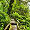 Porte papier peint chemin de bois dans la jungle, arbres, forêt vierge M1339