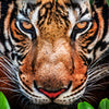 Papier peint de porte visage de tigre jungle animal chat M1340