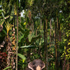 Papiers peints éléphant sous les palmiers, animal, palmier, forêt M1343