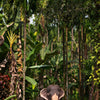 Wall mural elephant under palm trees, animal, palm tree, forest M1343