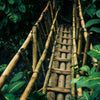 Door wallpaper bridge made of bamboo, jungle, primeval forest M1344