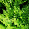 Türtapete Farne, Urwald, Pflanzen, Grün, Dschungel M1346