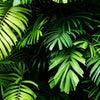 Door wallpaper palm leaves, fronds, jungle, forest M1348