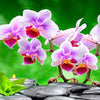 Küchenrückwand Steine schwarz orchidee bambus kerzen M1350