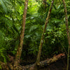 Door wallpaper tree in the jungle, primeval forest, rain forest M1353