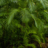 Papier peint de porte feuilles de palmier, jungle, palmier, forêt vierge M1354