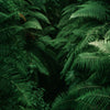 Door wallpaper ferns, plants, primeval forest, jungle, green M1361