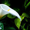 Crédence de cuisine calla penstemon tige feuilles blanches M1381