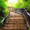 Türtapete Treppe im Wald, Steintreppe, Holz, Bäume M1387