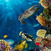Door Wall Mural Underwater Sea Coral Fish M1406