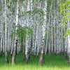 Hexagon photo wallpaper Birch grove in spring M0005