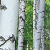 Round photo wallpaper Birch grove in spring M0005