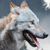 Round photo wallpaper Wolf in the forest M0013