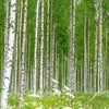 Hexagon photo wallpaper birch forest with flower meadow M0024