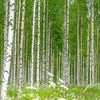 Hexagon-Fototapete Birkenwald mit Blumenwiese M0024