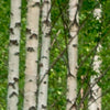 Round photo wallpaper birch forest with flower meadow M0024