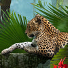 Runde Fototapete Jaguar im Dschungel M0030