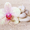 Panoramic photo wallpaper Zen Orchids M0031